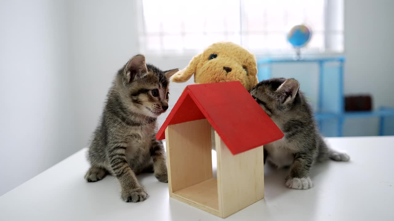 小猫在玩狗毛绒玩具。视频素材