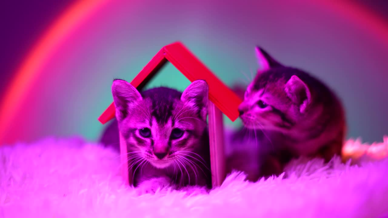 两只小猫在毛绒垫子上玩玩具。穆迪照明。慢动作视频素材