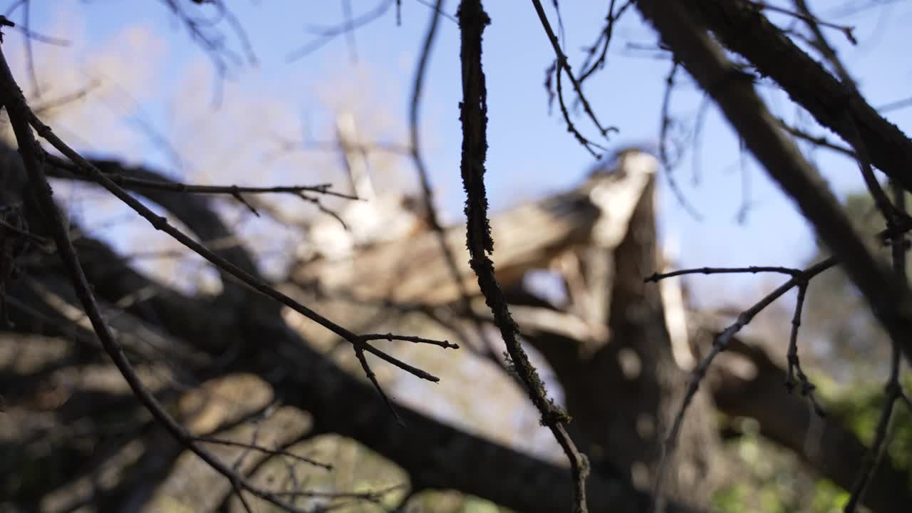 缩小那棵倒下的不祥的老树的视野视频下载