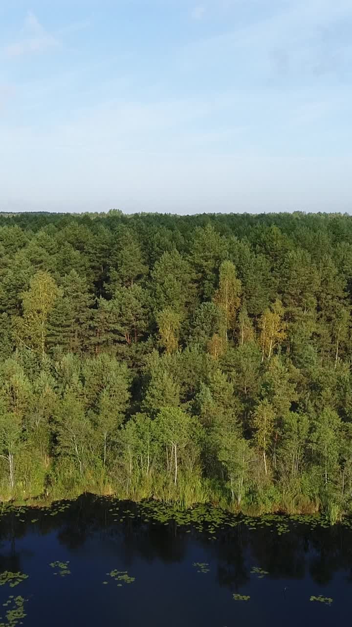 飞向森林中央荒凉的湖岸。垂直视频。桦树和松树。视频下载