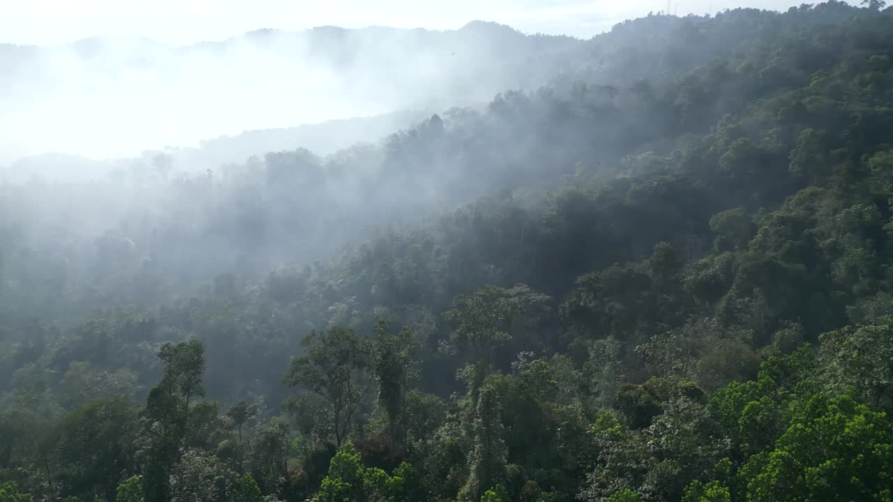 鸟瞰被薄雾笼罩的雨林的空灵之美视频素材