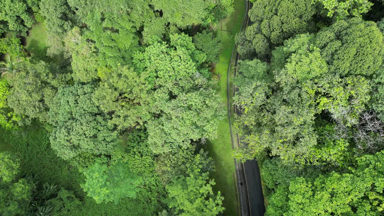绿色森林中的柏油路鸟瞰图。视频素材