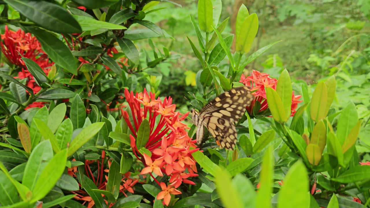 蝴蝶在红花上，近一点。印度视频素材