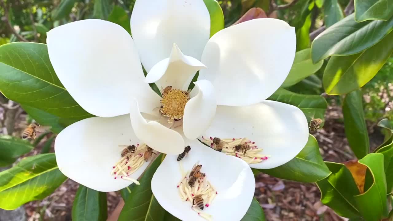 白玉兰中的蜜蜂采集花粉视频下载