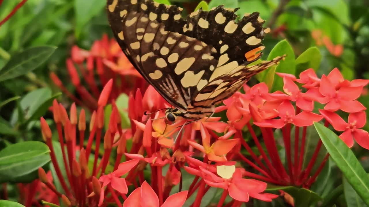 蝴蝶在红花上，近一点。印度视频素材