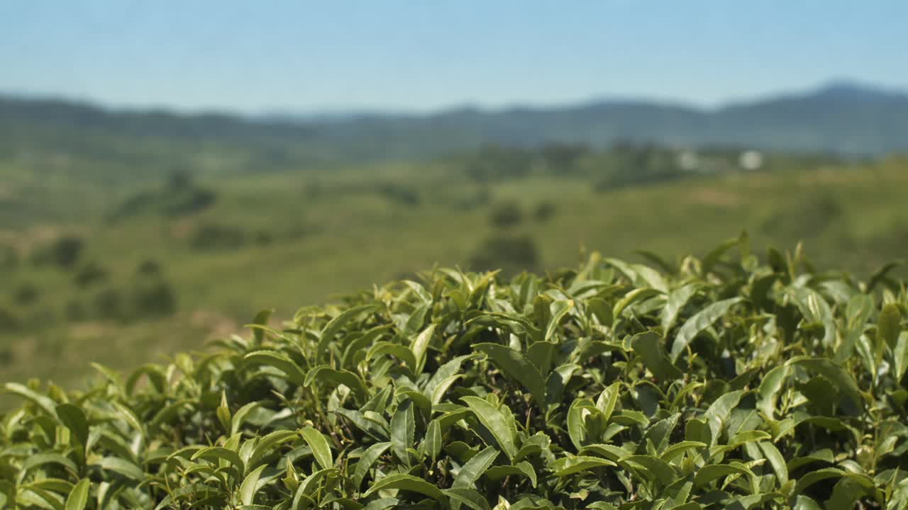 灌木上的新鲜绿茶叶子特写。乔治亚州种植园里美丽的茶树。天然有机产品视频下载