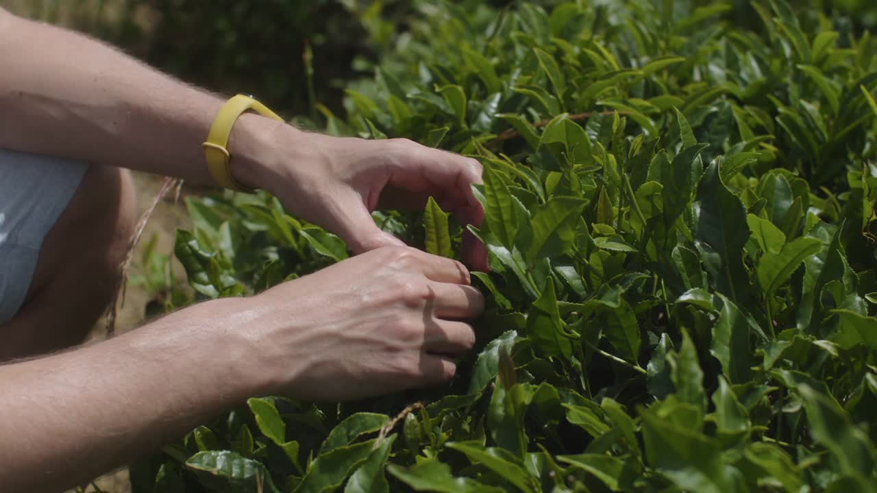 用手从茶树上采摘茶叶。乔治亚州，农场工人从茂盛的灌木丛中收集茶叶。农业和手工劳动视频下载