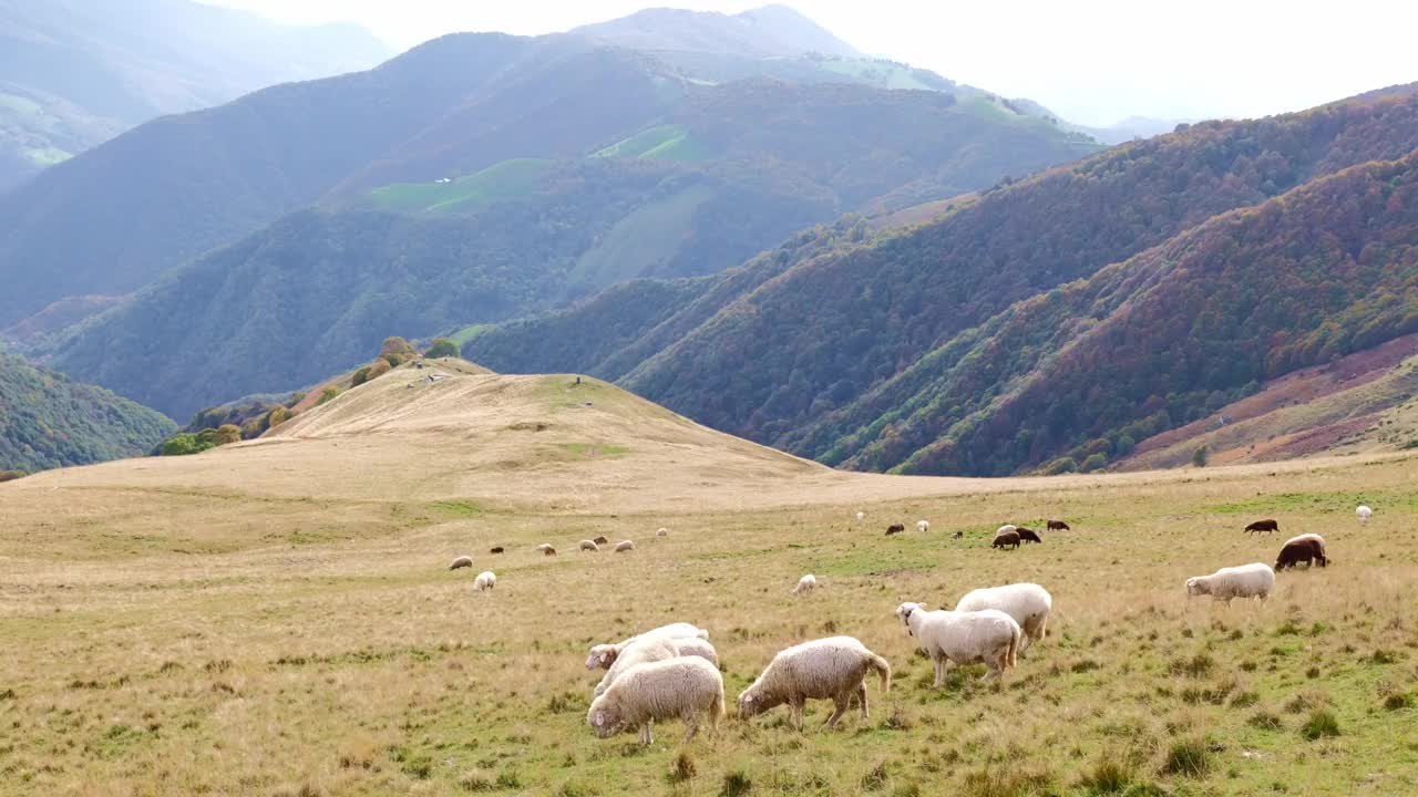 在阳光明媚的日子里，羊群高高站在山边，俯瞰山谷视频素材