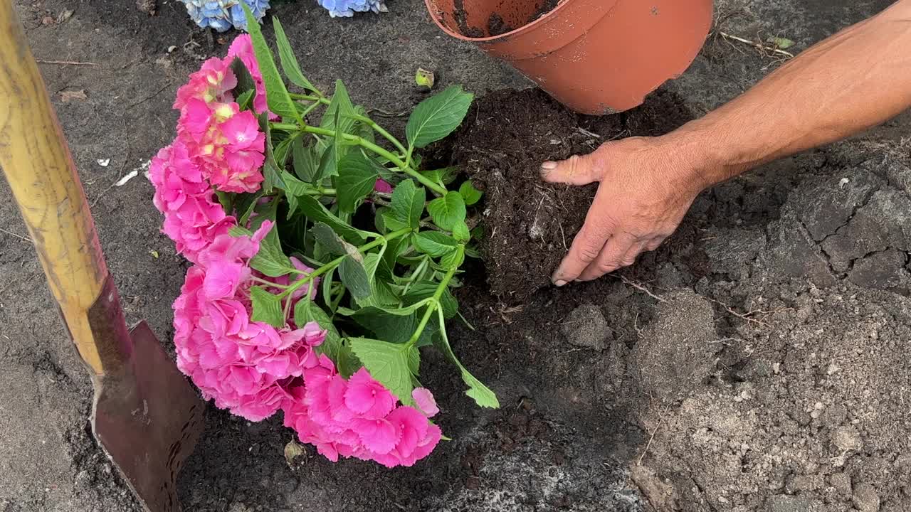 在花园里种一丛花视频下载