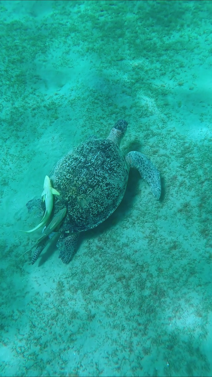 海龟在海底贪婪地吃着绿色的海草，慢镜头。绿海龟(学名:Chelonia mydas)视频素材