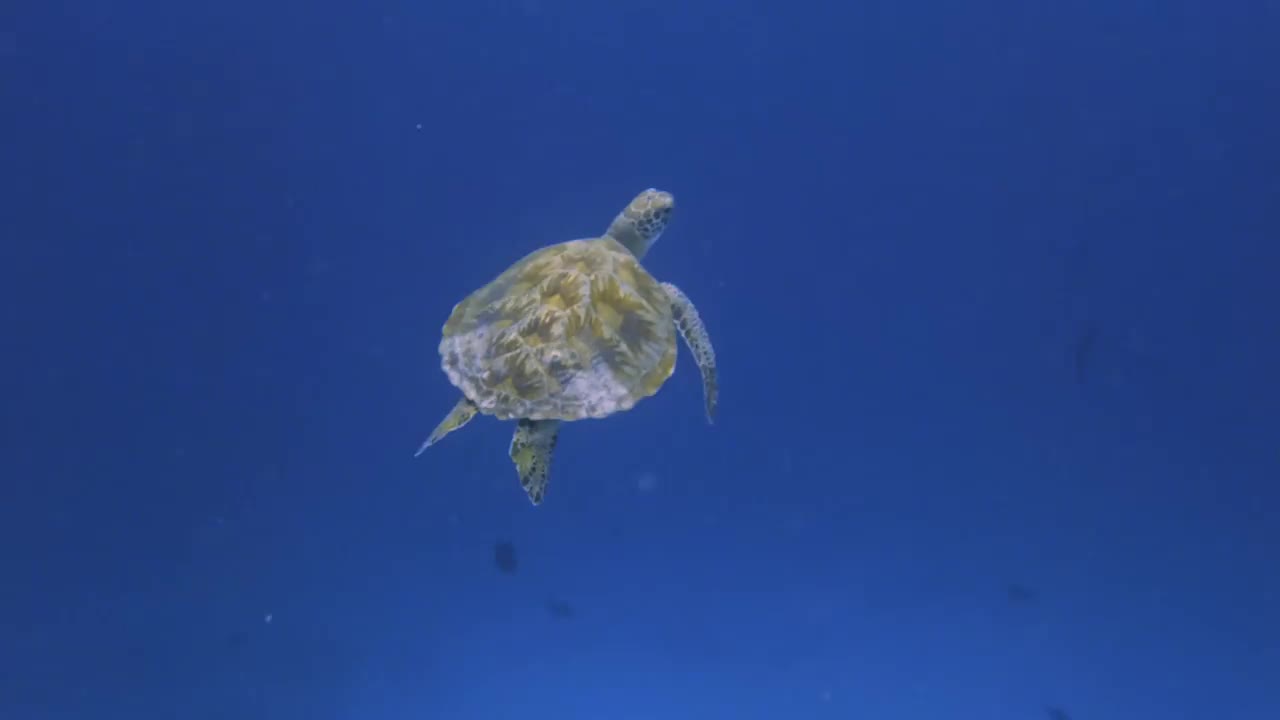 一只神奇的海龟的惊人水下景观视频下载