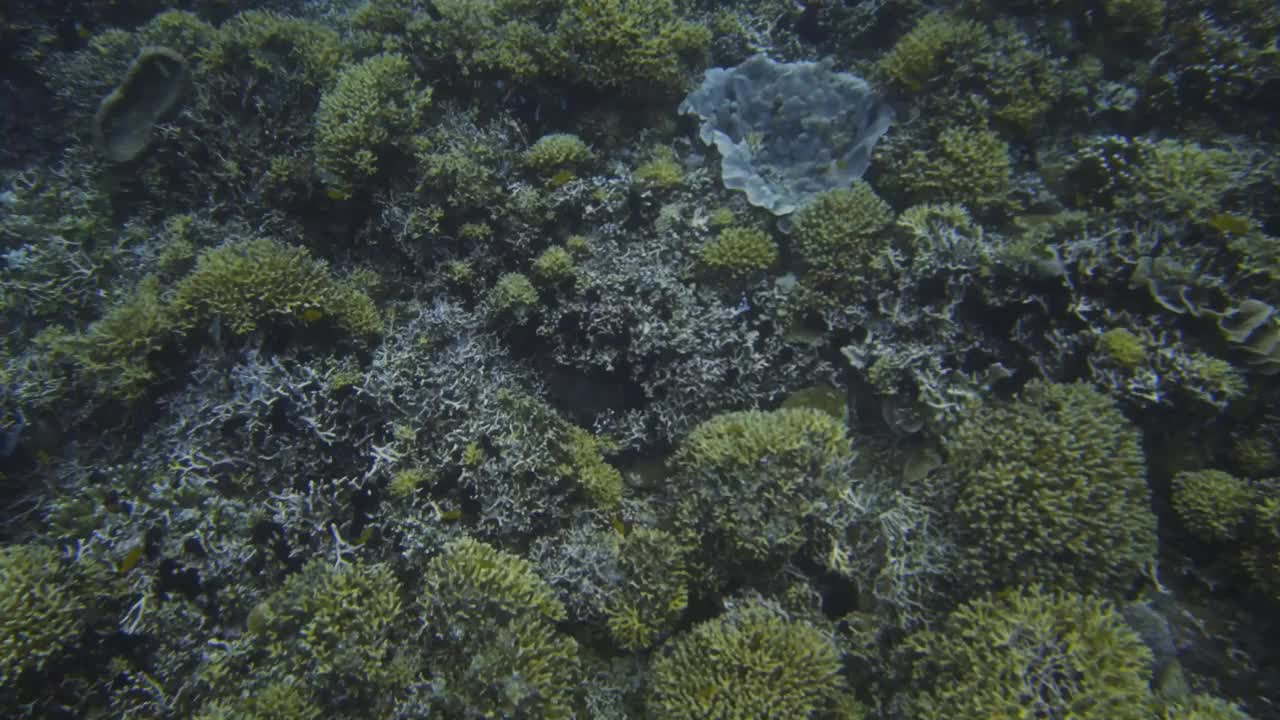 令人惊叹的水下景观，巨大的彩色珊瑚视频素材