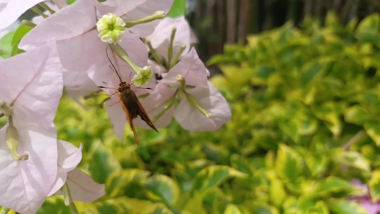 Butterfly landing on flower视频素材