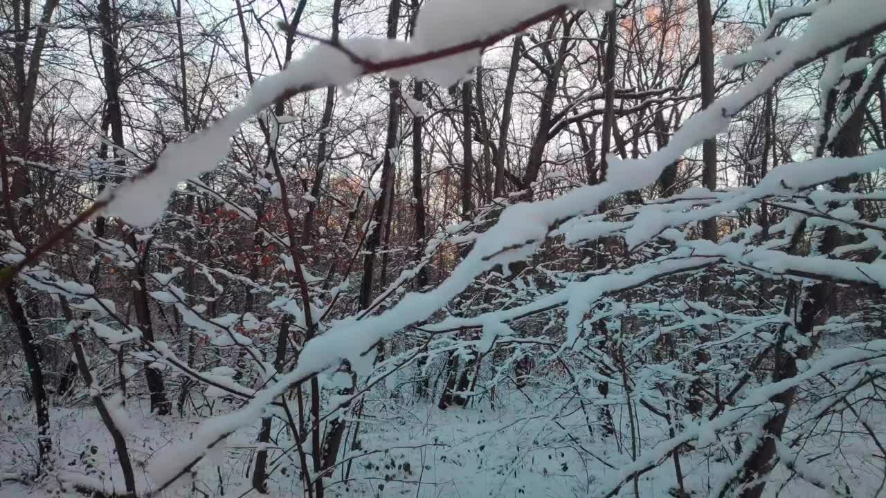 雪覆盖的树枝在森林里视频下载