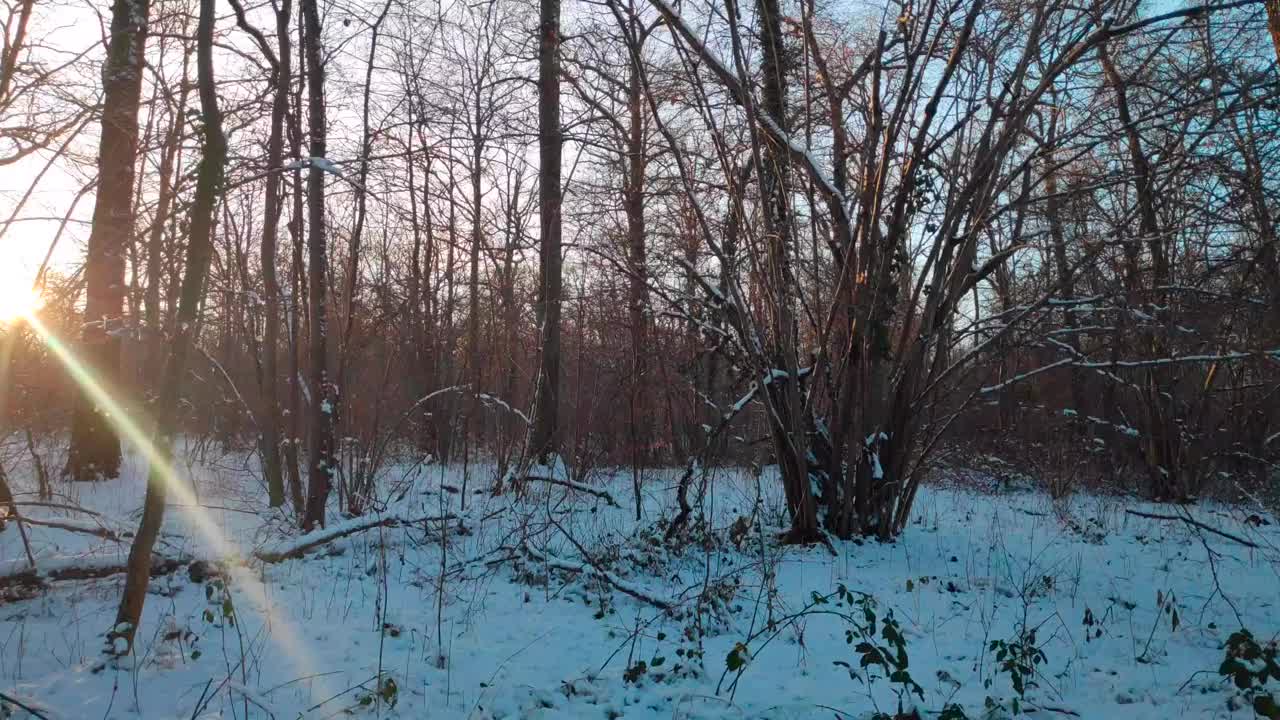 冬天傍晚的雪林视频下载