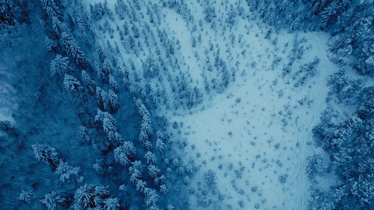 冬季森林树木在雪景乡村自然。空中倾斜镜头视频素材