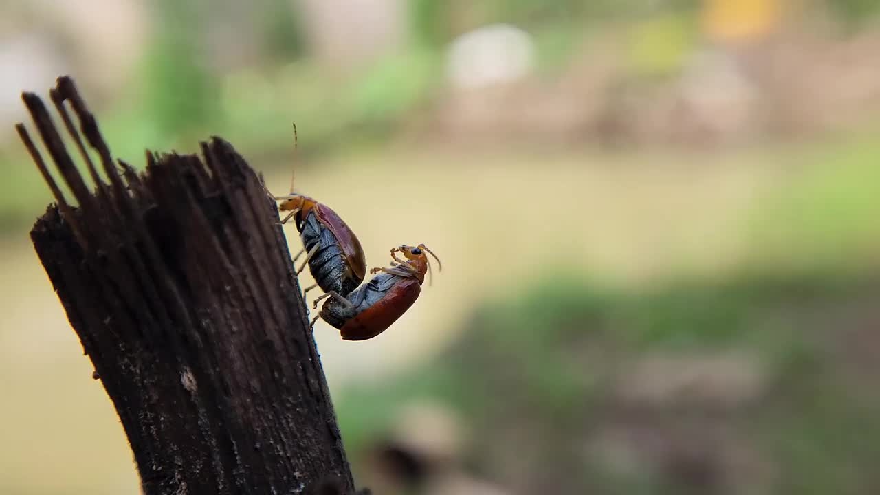 Aulacophora femoralis。交配的甲虫视频素材