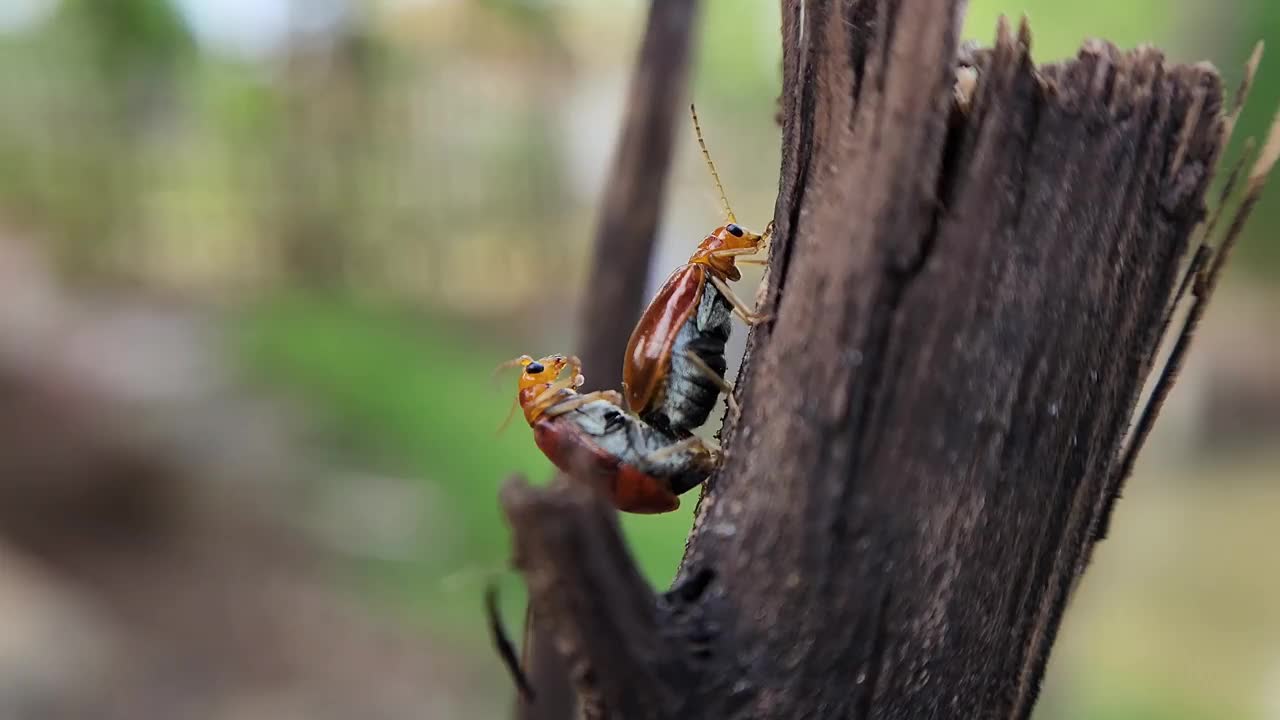 Aulacophora femoralis。交配的甲虫视频素材