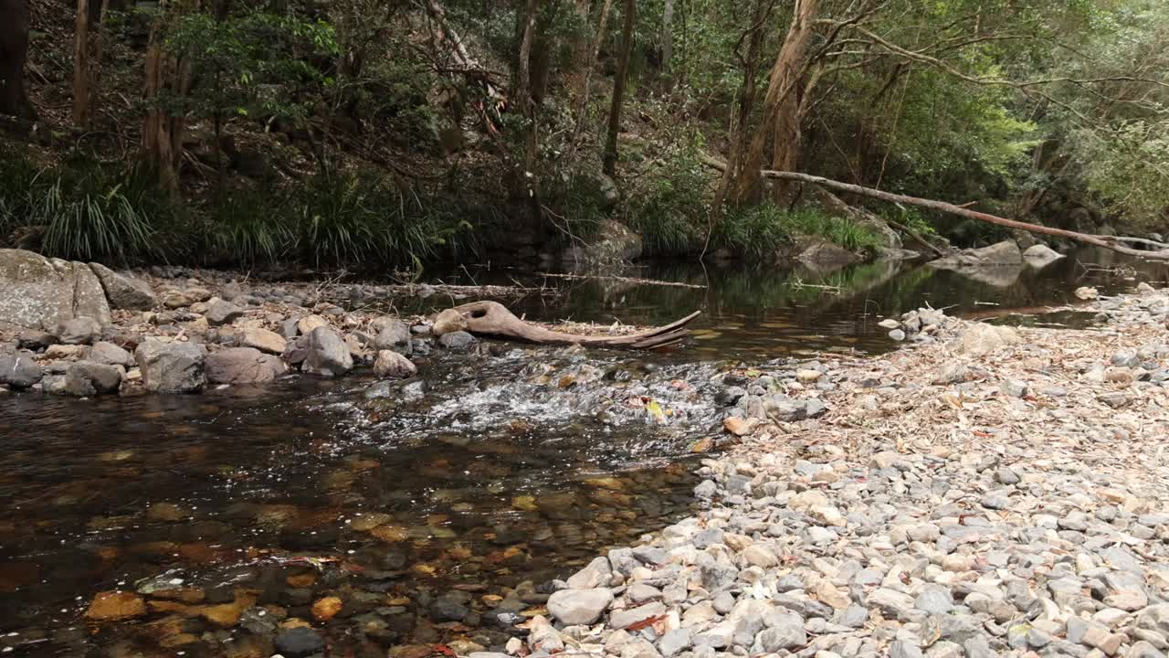 宁静的河流穿过森林视频素材