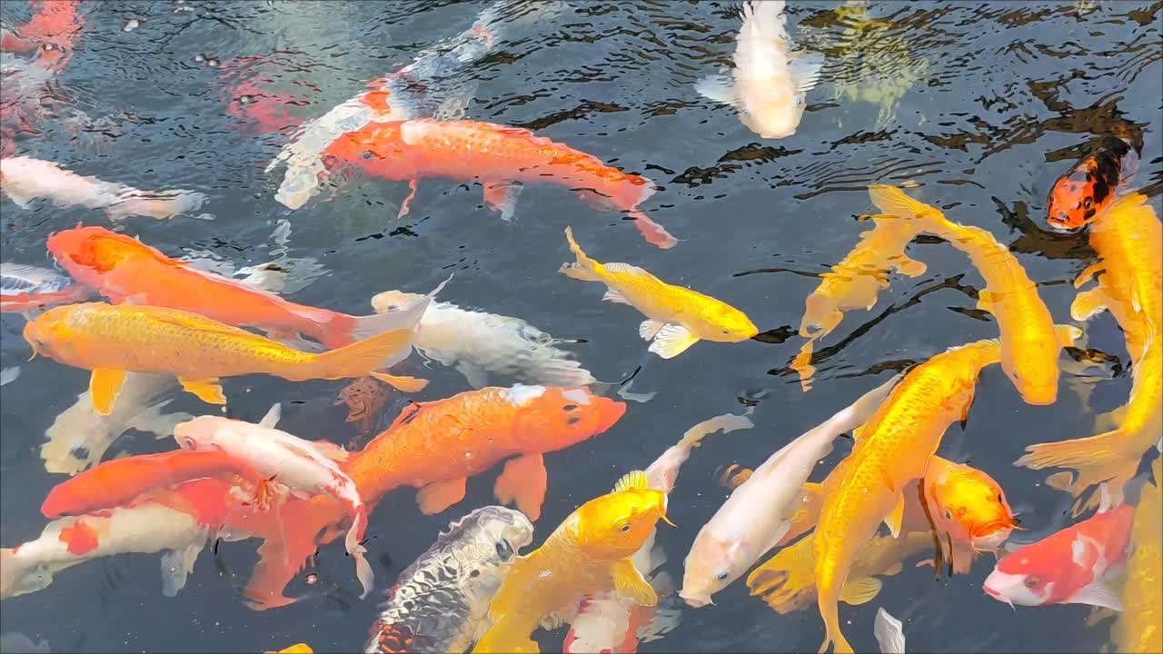 饥饿的彩色锦鲤在池塘里张嘴觅食视频下载