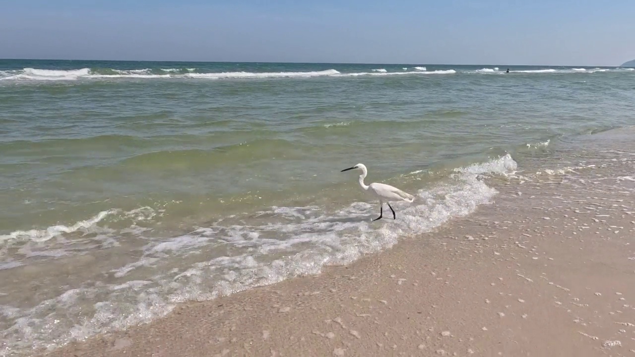 白鹭在海浪中的海边冒险视频素材