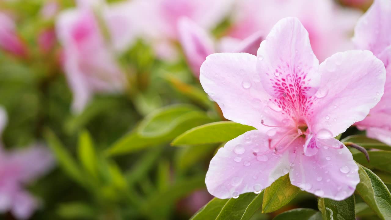 一段淡粉色杜鹃花的视频，上面有雨滴。春天的风景。视频素材