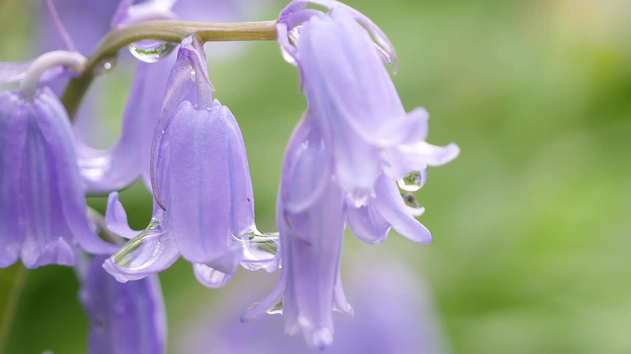 一段淡紫色的西班牙风信子滴水不漏的视频。春天的风景。视频素材