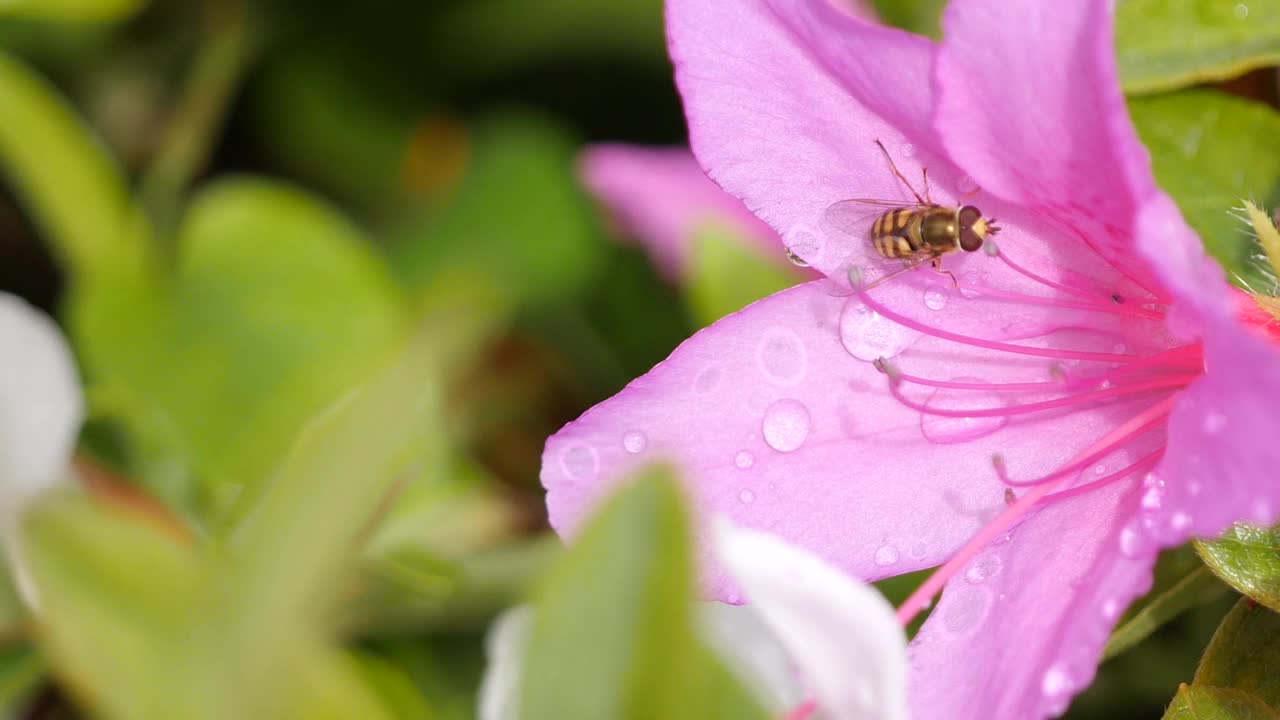 粉色杜鹃花和蜜蜂的特写视频。春天的风景。视频素材