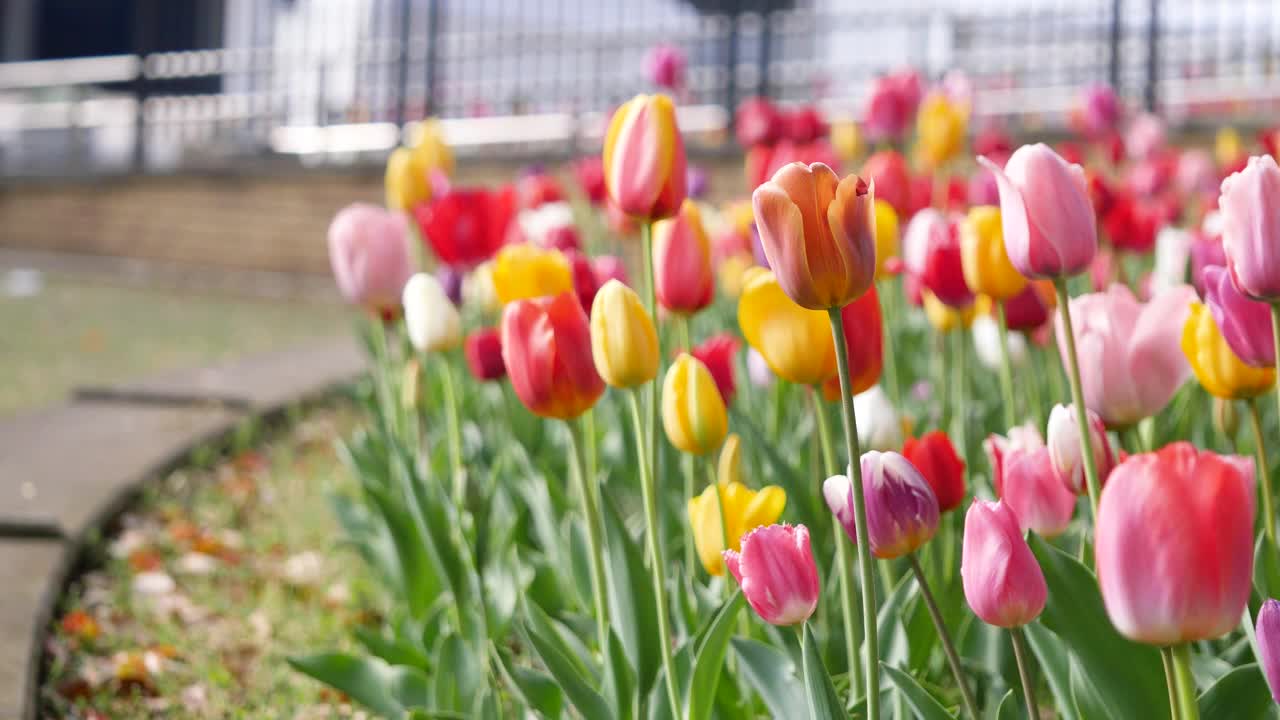 彩色郁金香花坛的视频。春天的风景。视频素材