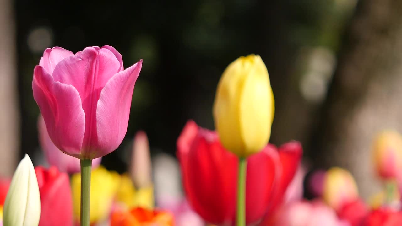 五颜六色的郁金香花坛。郁金香的特写视频。春天的风景。视频素材