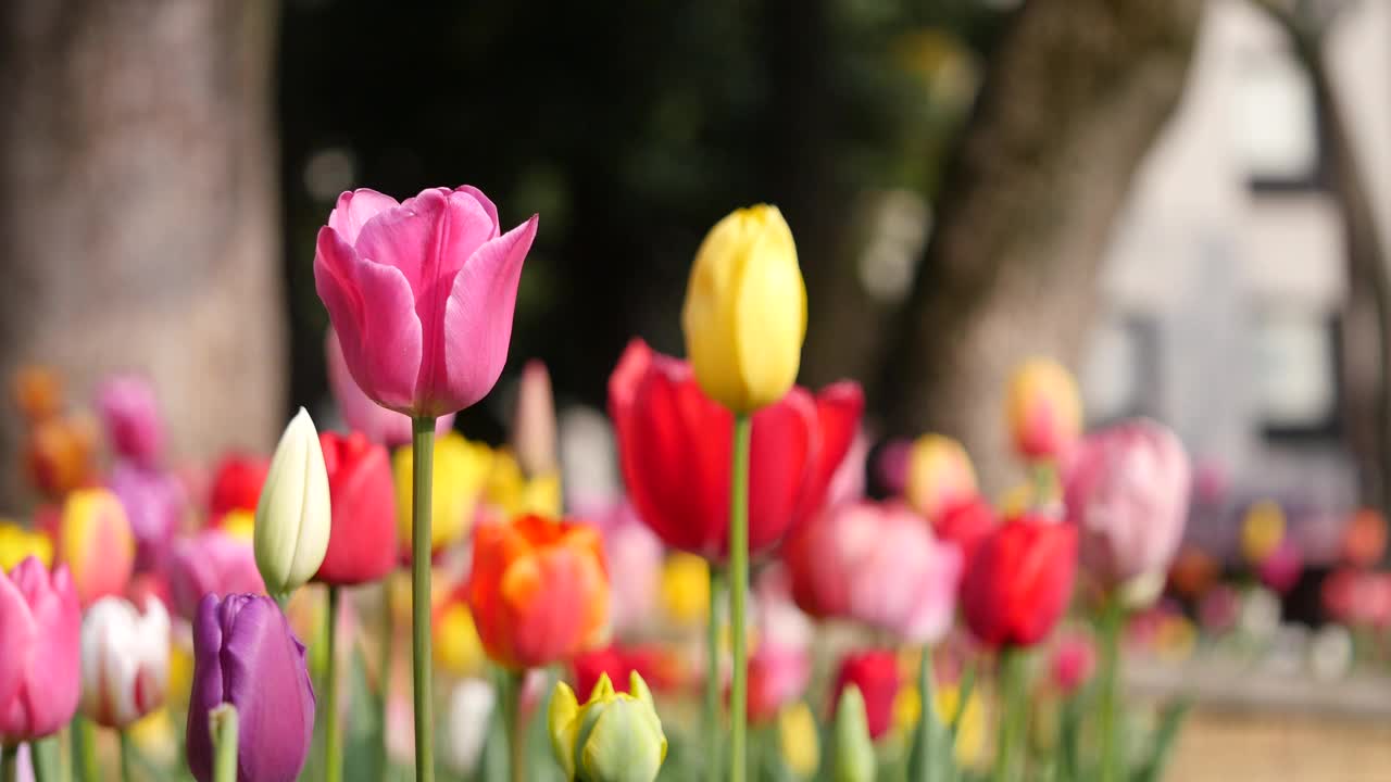 彩色郁金香花坛的视频。春天的风景。视频素材