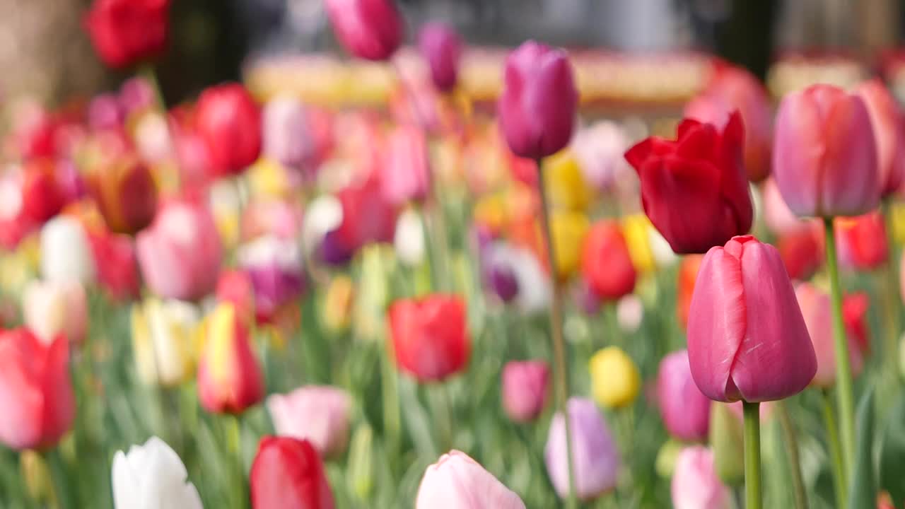 彩色郁金香花坛的视频。春天的风景。视频素材