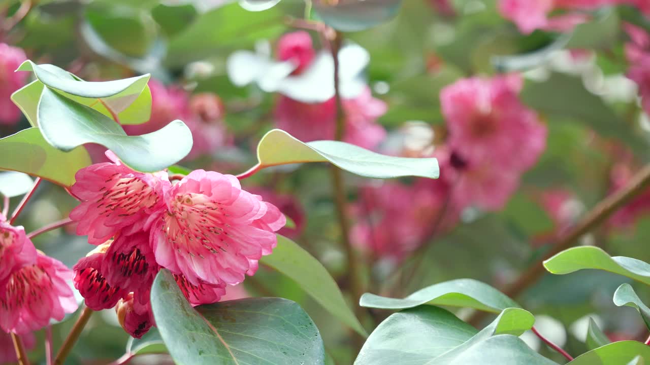 视频中的杜鹃花在风中摇曳。春天的风景。视频素材