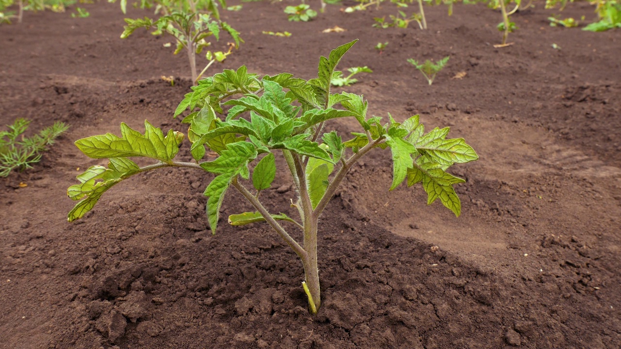 花园里刚种下的番茄丛。种植有机蔬菜。视频下载