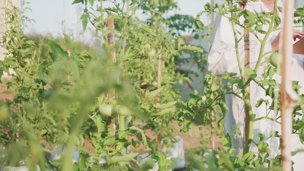 研究人员在种植园里分析番茄。视频素材