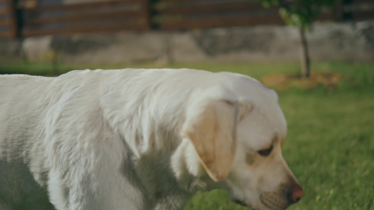 可爱的白色拉布拉多犬站在草地上，看着不同的方向。视频下载