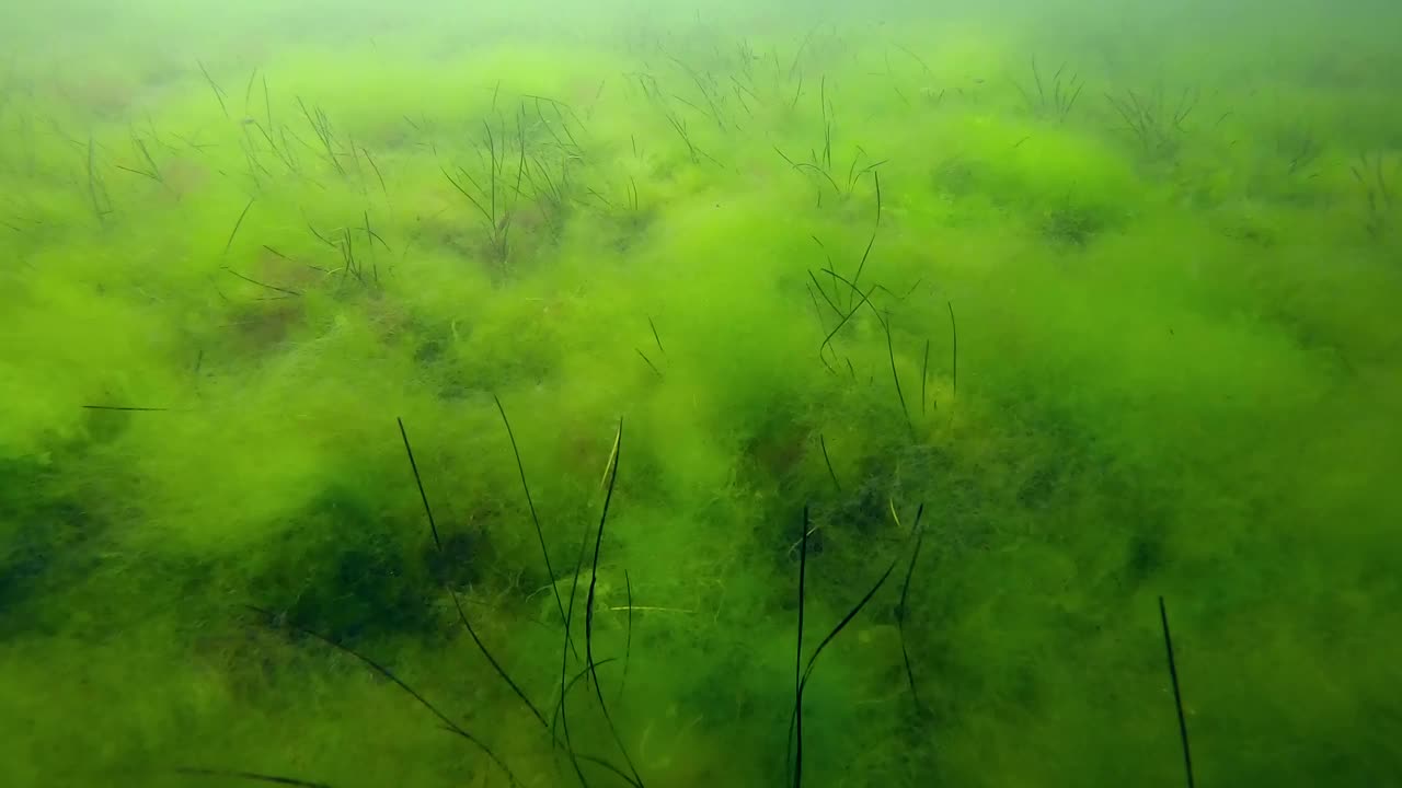 底部覆盖着一层蓬松的绿藻(Cladophora sp.)，红角草(Ceramium virgatum)和矮叶草(Zostera noltii)，慢动作视频素材