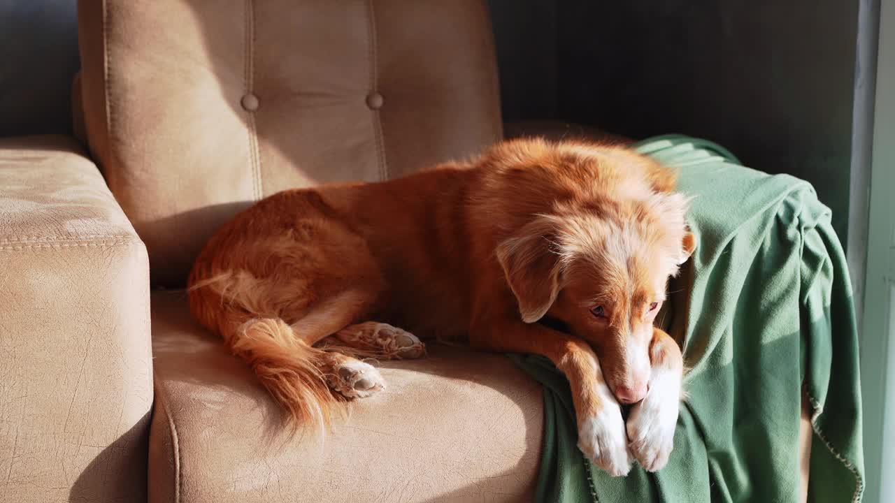 一只新斯科舍鸣鸭猎犬懒洋洋地躺在一张棕色的扶手椅上，视频素材