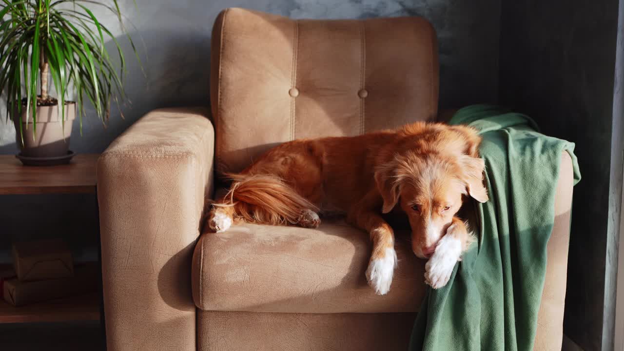 一只新斯科舍鸣鸭猎犬懒洋洋地躺在扶手椅上视频素材