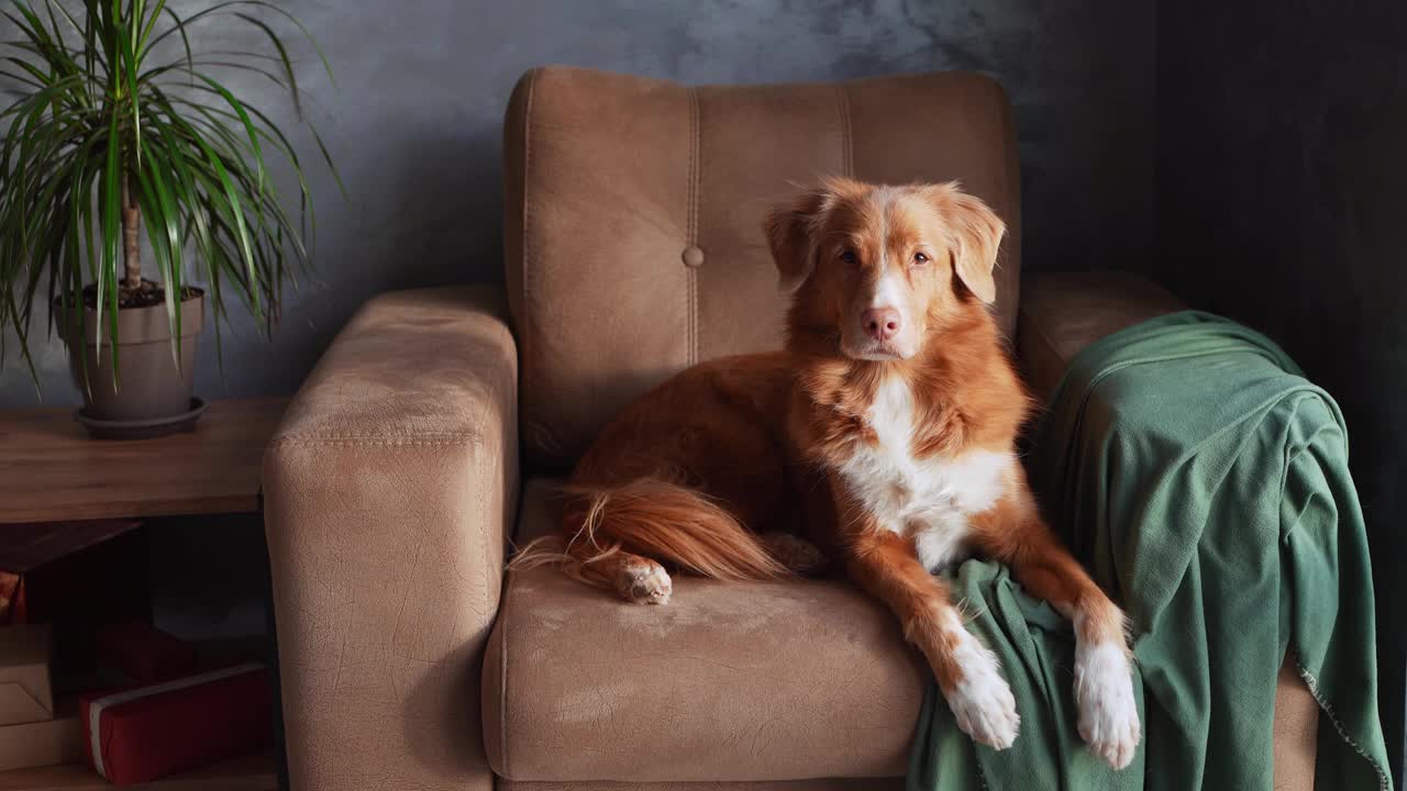 一只新斯科舍鸣鸭猎犬懒洋洋地躺在一张棕色的扶手椅上，视频素材