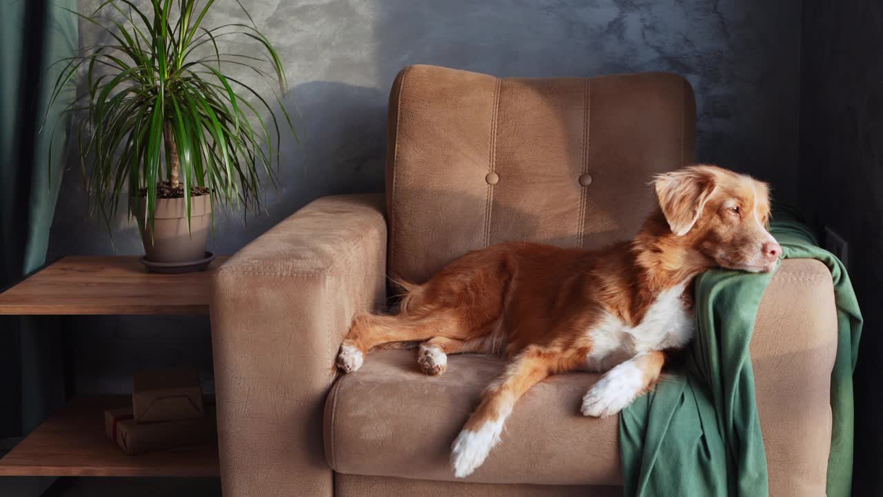 一只新斯科舍鸣鸭猎犬懒洋洋地躺在一张棕色的扶手椅上，视频素材