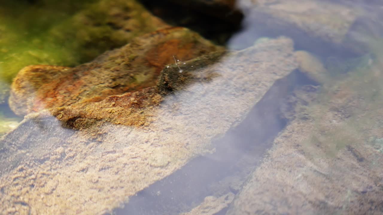 小溪下的小生物视频下载