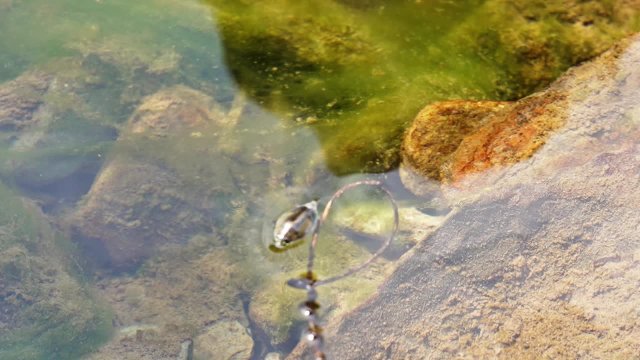 小溪下的小生物视频下载