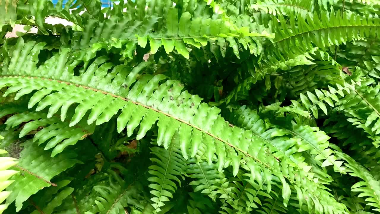 花园中的水池，日惹国际机场的装饰水池视频下载