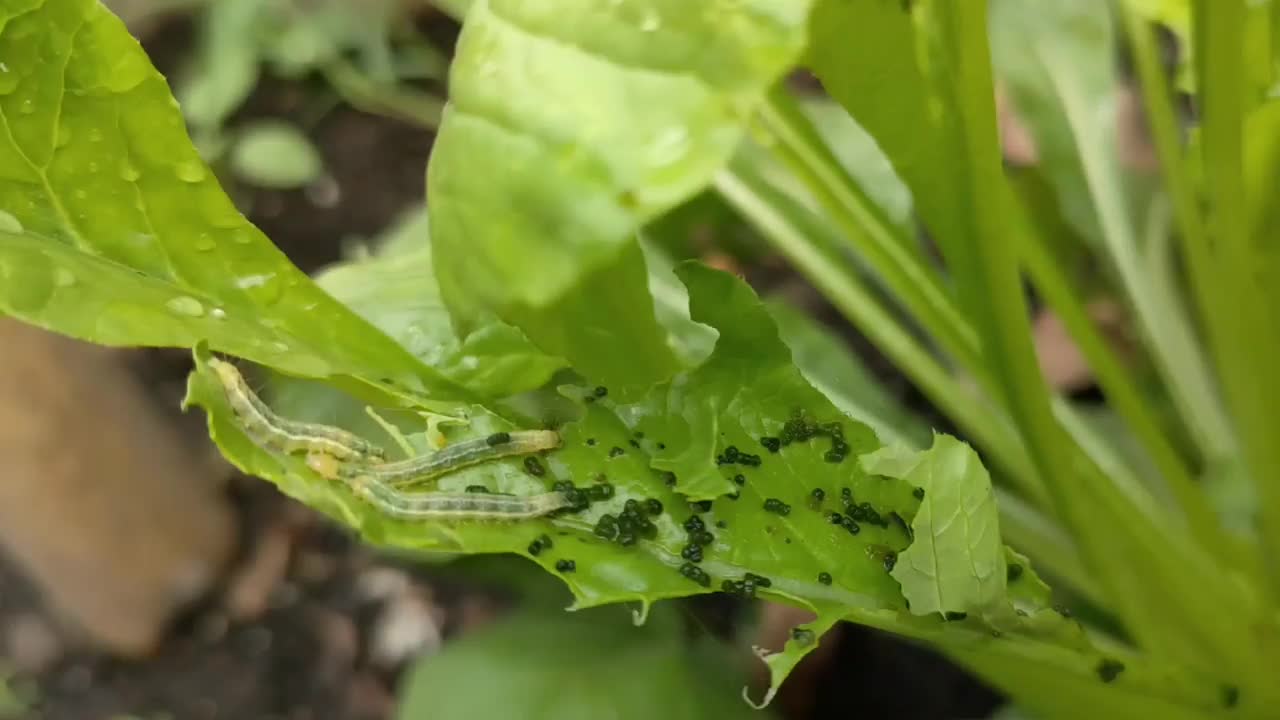 萝卜类蔬菜受到毛虫的侵害视频素材