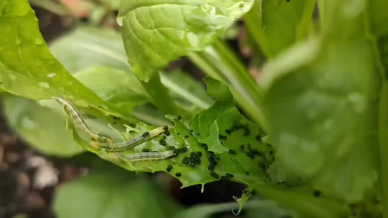 萝卜类蔬菜受到毛虫的侵害视频素材