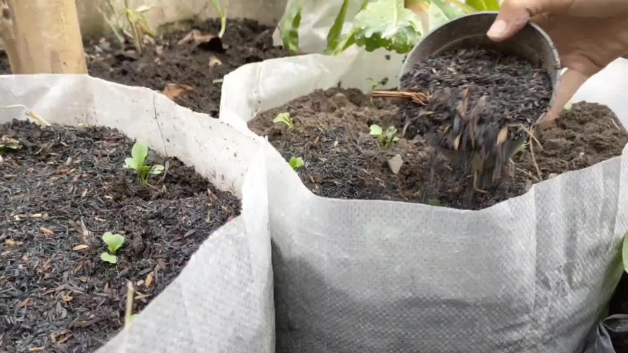 芥菜从种子到种植的栽培视频素材