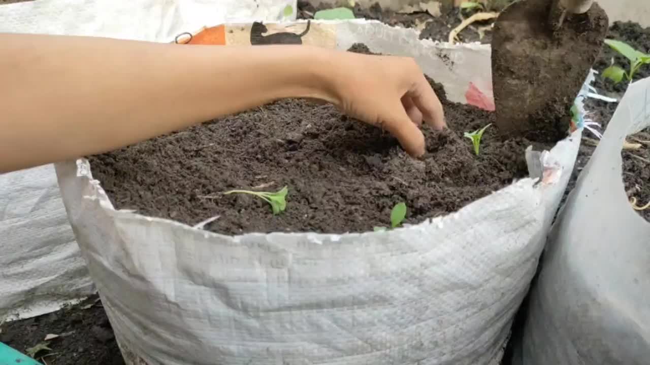 芥菜从种子到种植的栽培视频素材