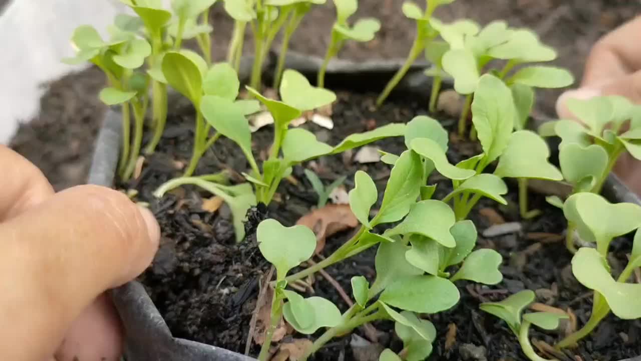 芥菜从种子到种植的栽培视频素材