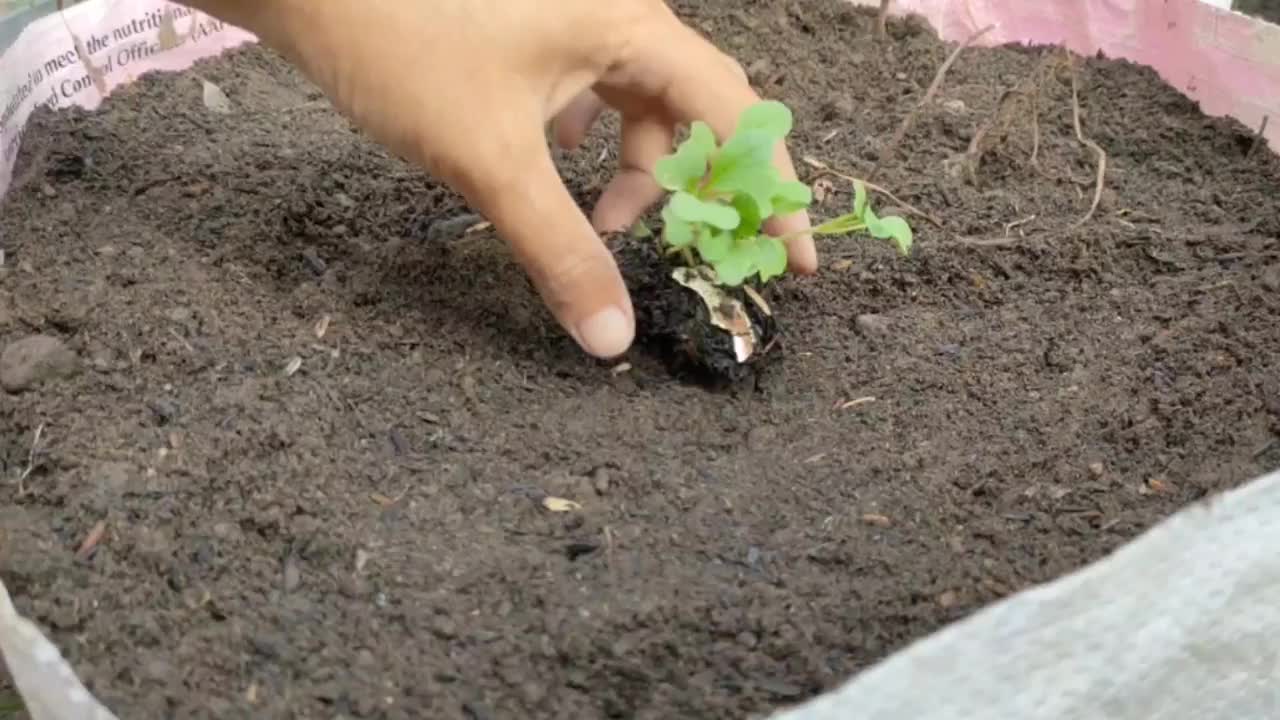 芥菜从种子到种植的栽培视频素材